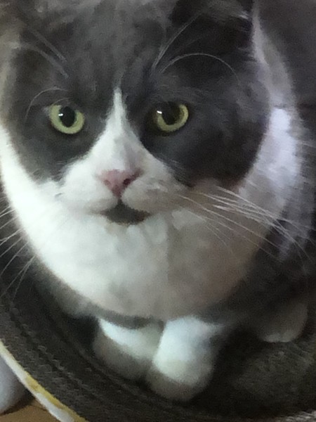 猫 ブリティッシュショートヘア チョウサイの写真