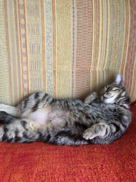 猫 スコティッシュフォールド マロンちゃんの写真
