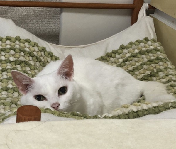 猫 白猫 萩の写真