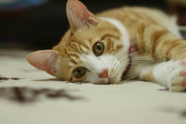 猫 茶白トラ ルル太郎の写真