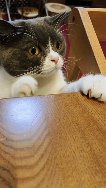 猫 ブリティッシュショートヘア サブロウの写真