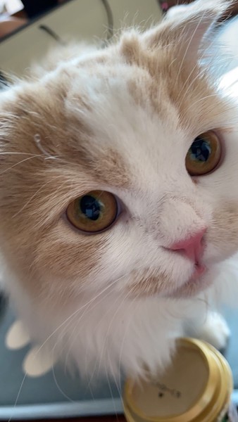 猫 スコティッシュフォールド つぼみの写真