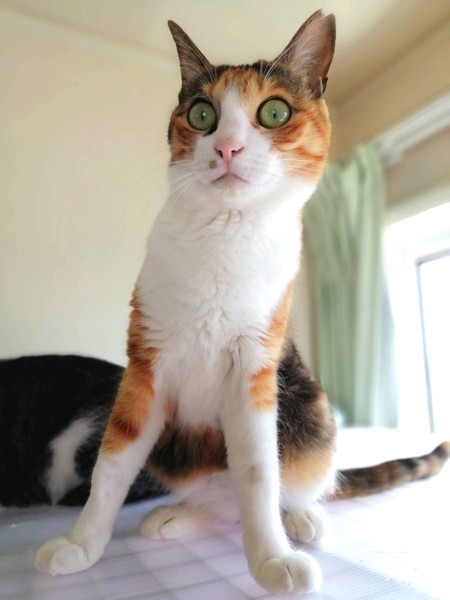 猫 三毛猫 ナナの写真