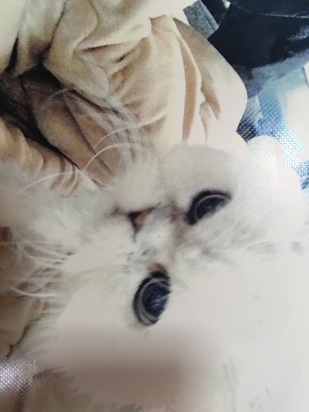 猫 チンチラペルシャ タビーの写真