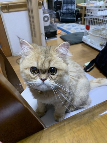 猫 ペルシャ 寅次郎の写真
