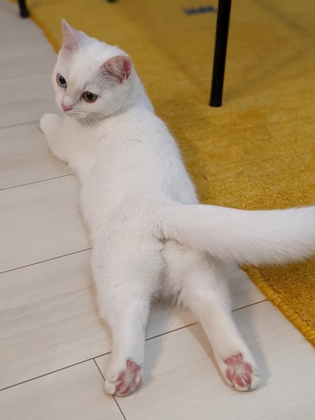 猫 マンチカン リムの写真
