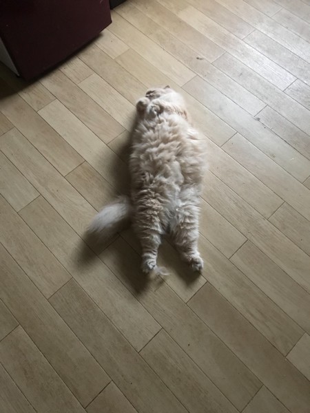 床に落ちてる猫トラップ