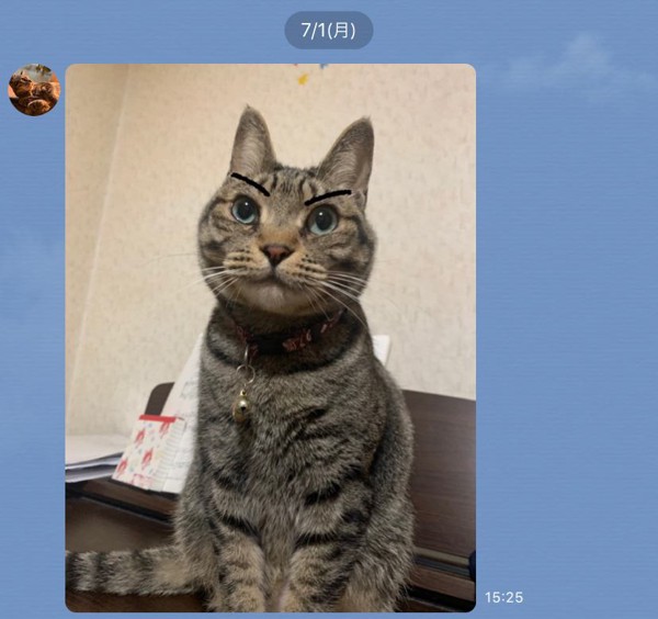 猫 キジトラ こばんちゃんの写真