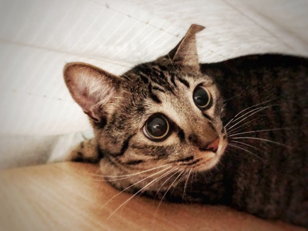猫 キジトラ 茘枝(らいち)の写真