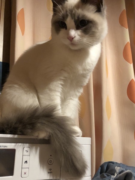 猫 ラグドール リリィの写真