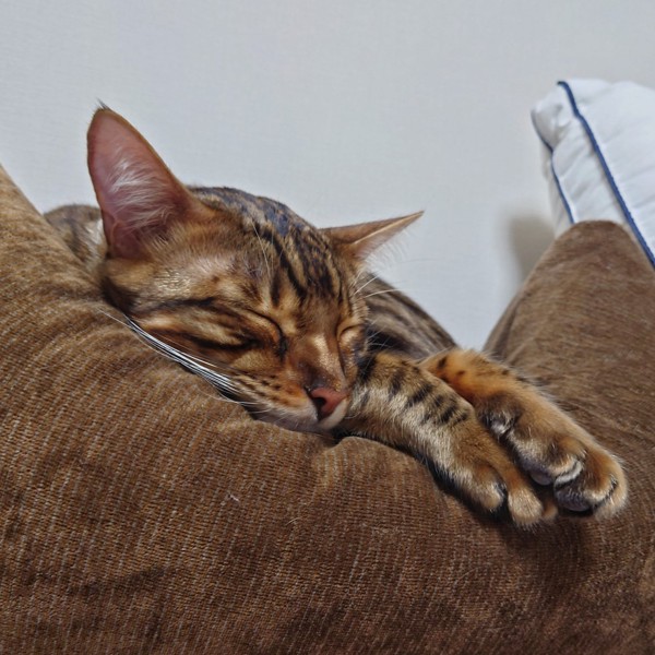 猫 ベンガル 天寅(あめとら)の写真