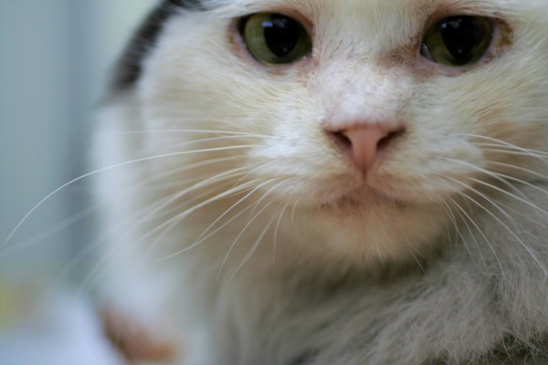 猫 ミックス コウメの写真