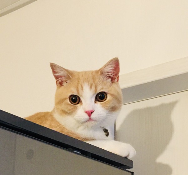 猫 ブリティッシュショートヘア ソルトの写真