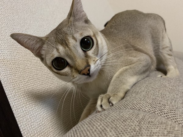 猫 シンガプーラ 豆男の写真