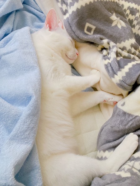 猫 白猫 虎徹の写真