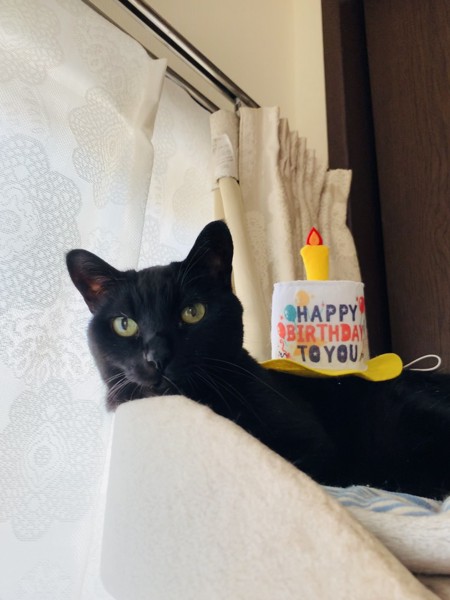 猫 黒猫 ラムの写真