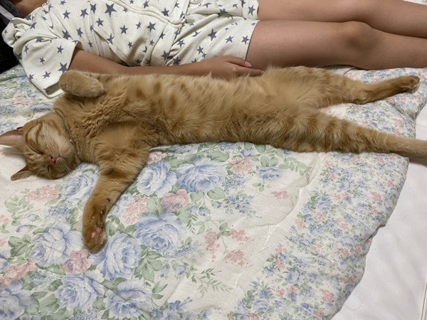 猫 マンクス キナコの写真