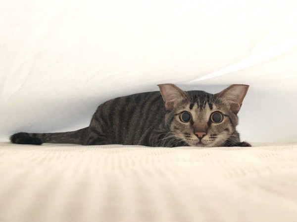 猫 キジトラ アオバの写真