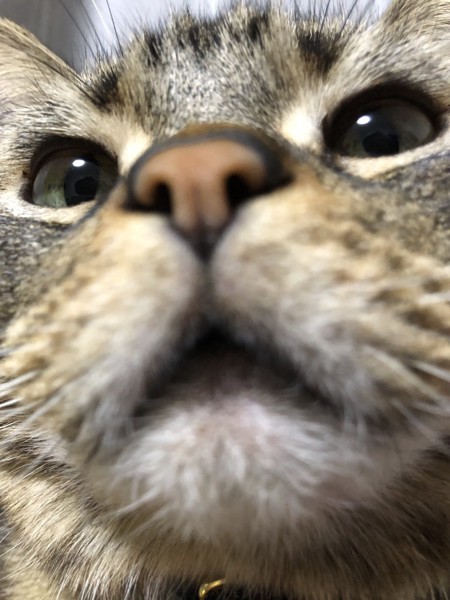 猫 アメリカンショートヘア ライルの写真