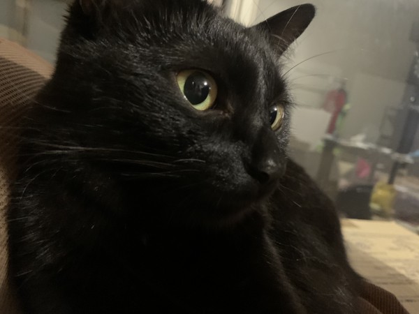 猫 黒猫 凛の写真