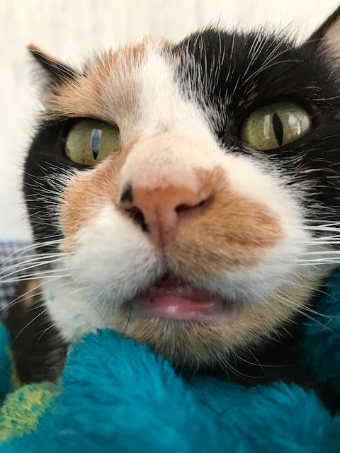 猫 三毛猫 りんちゃんの写真