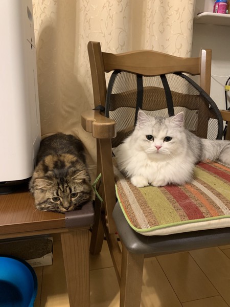 猫 ミヌエット 小鉄と舞乙の写真