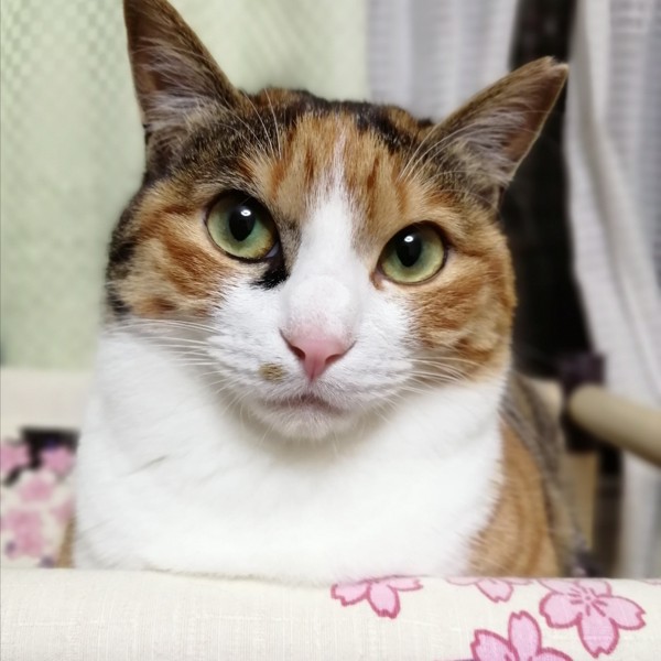 猫 ラガマフィン ナナの写真