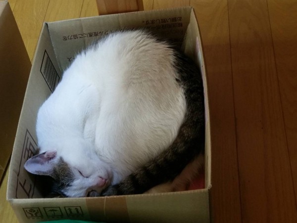 猫 サバシロ みぃの写真