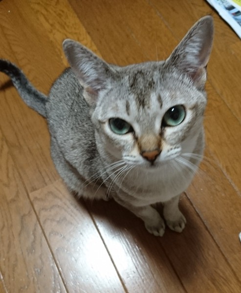 猫 シンガプーラ まりんの写真