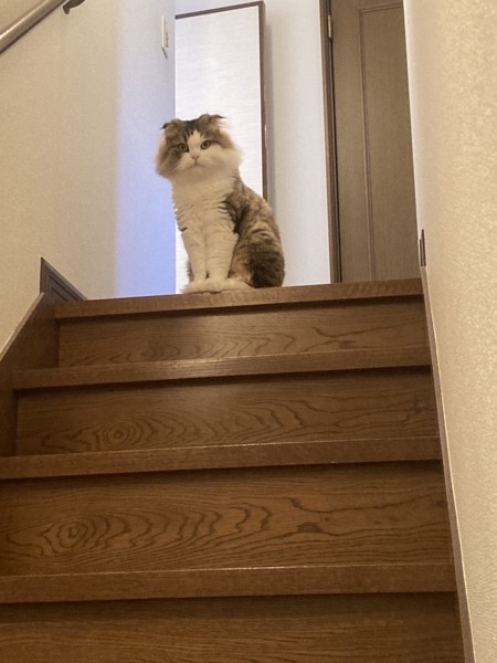 猫 スコティッシュフォールド コロの写真