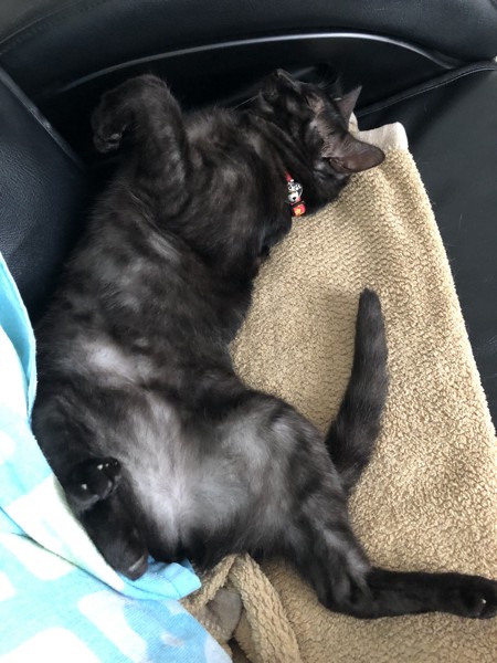 猫 黒猫 ココの写真