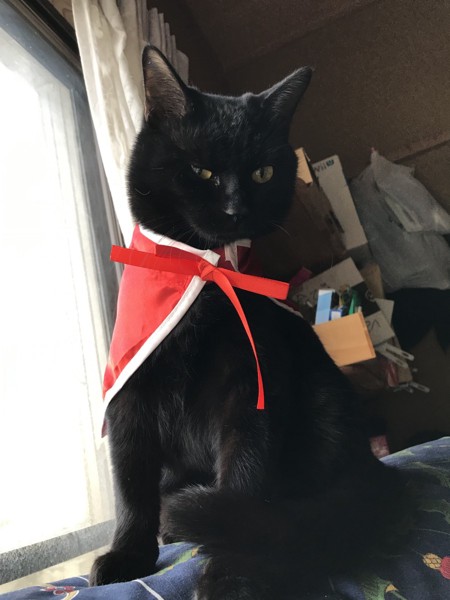 美人な黒猫ちゃん