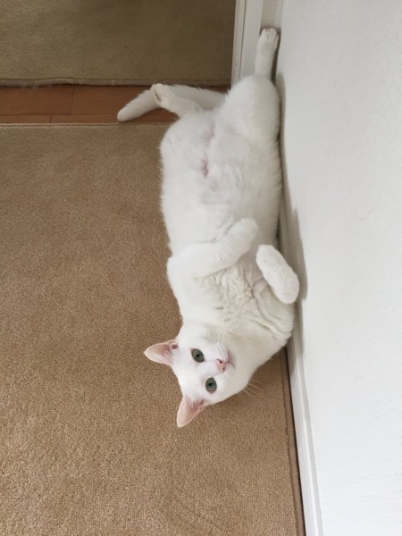 猫 白猫 さくらちゃん🌸の写真