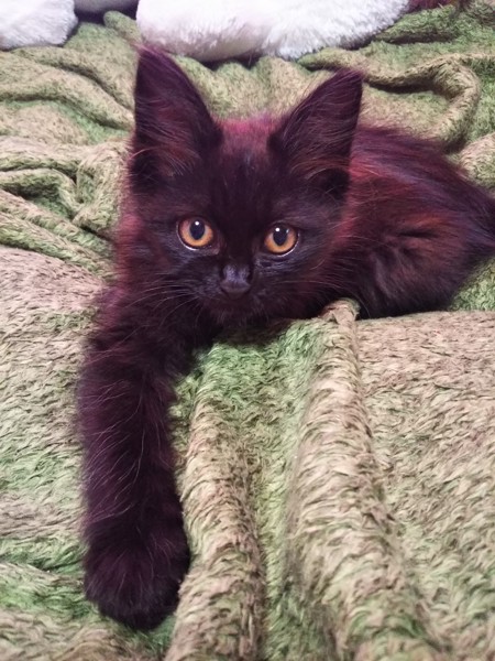猫 黒猫 ねねの写真