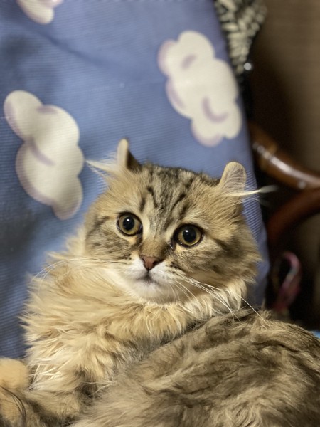 猫 アメリカンカール まりんの写真