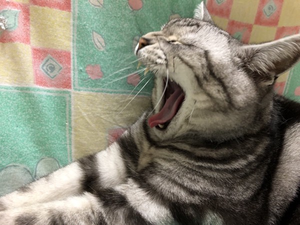 猫 アメリカンショートヘア シイの写真