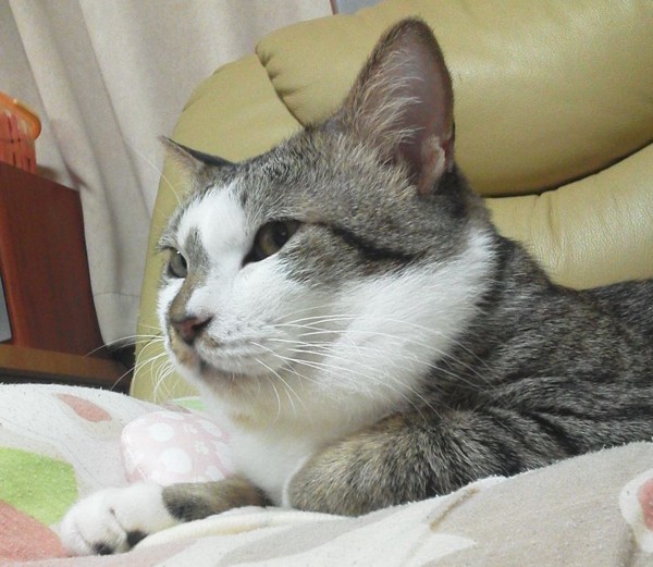 猫 キジシロ にじおの写真