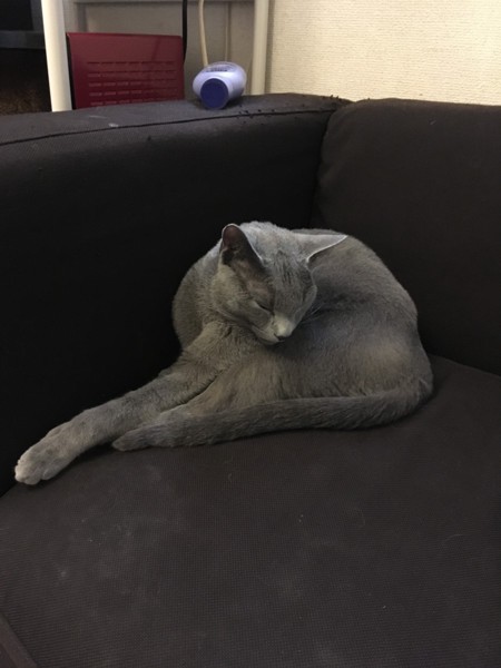 猫 ロシアンブルー リサの写真