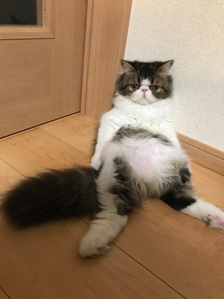 猫 エキゾチックロングヘア キキの写真