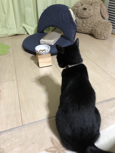 猫 マンチカン くーちゃんの写真