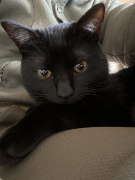 猫 黒猫 銀二の写真