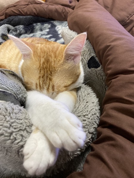 猫 茶白トラ ミモの写真