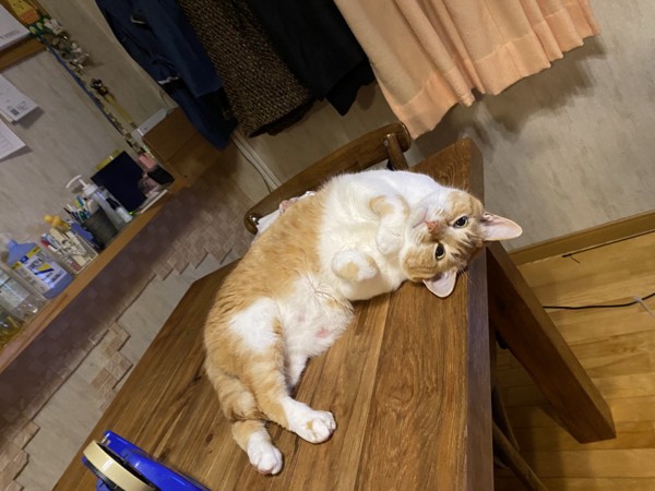 猫 日本猫 ちーちゃん　の写真
