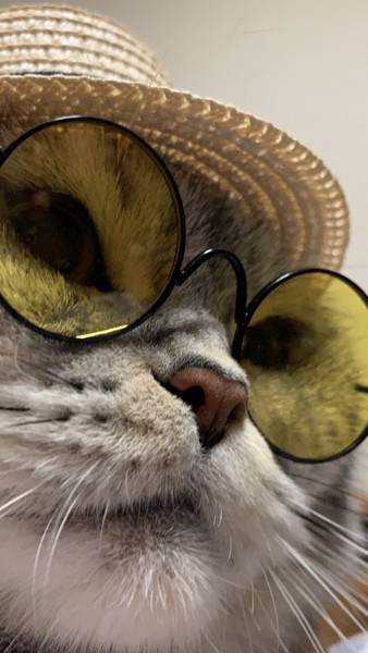 猫 スコティッシュストレート レオンの写真