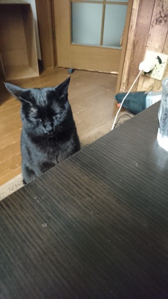 猫 黒猫 オレオの写真