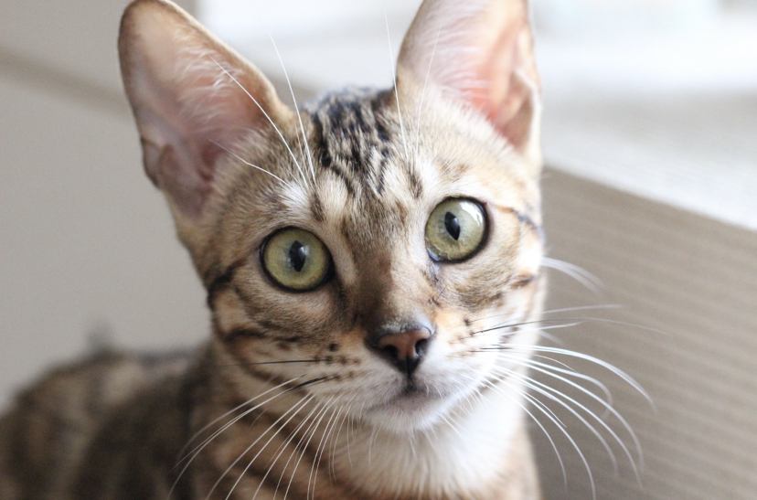猫 ベンガル Ramseyの写真