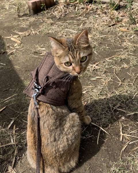 猫 キジトラ オキクの写真