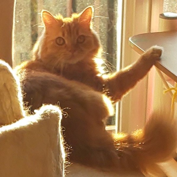 猫 ミヌエット ラスカルの写真