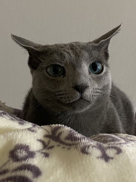 猫 ロシアンブルー なごみの写真