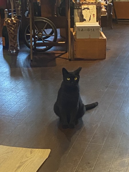 猫 黒猫 クロちゃんの写真